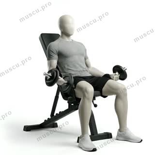 Curl incliné avec haltères, buste appuyé sur un banc incliné et bras en extension